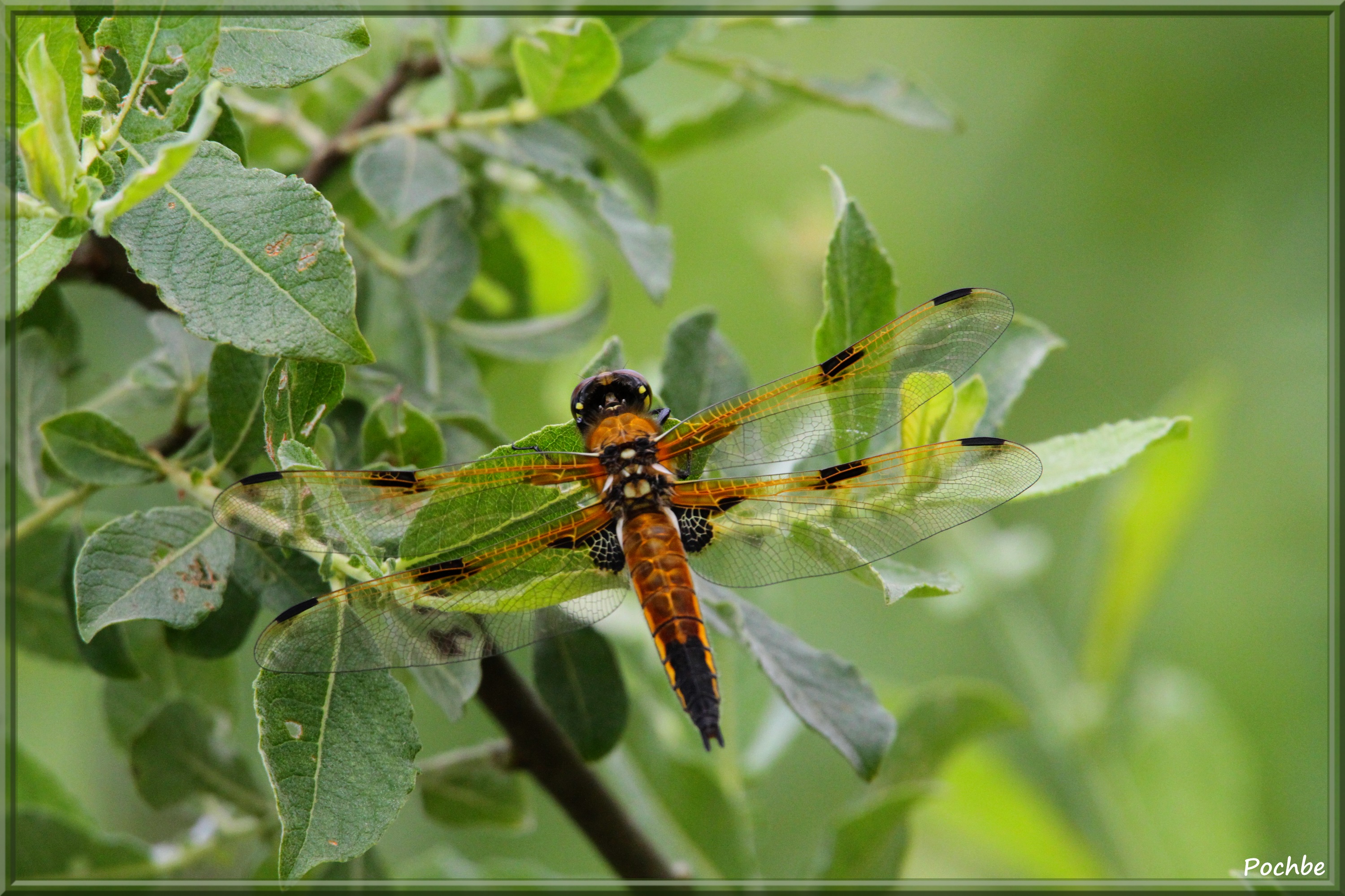 Fonds d'cran Animaux Insectes - Divers 