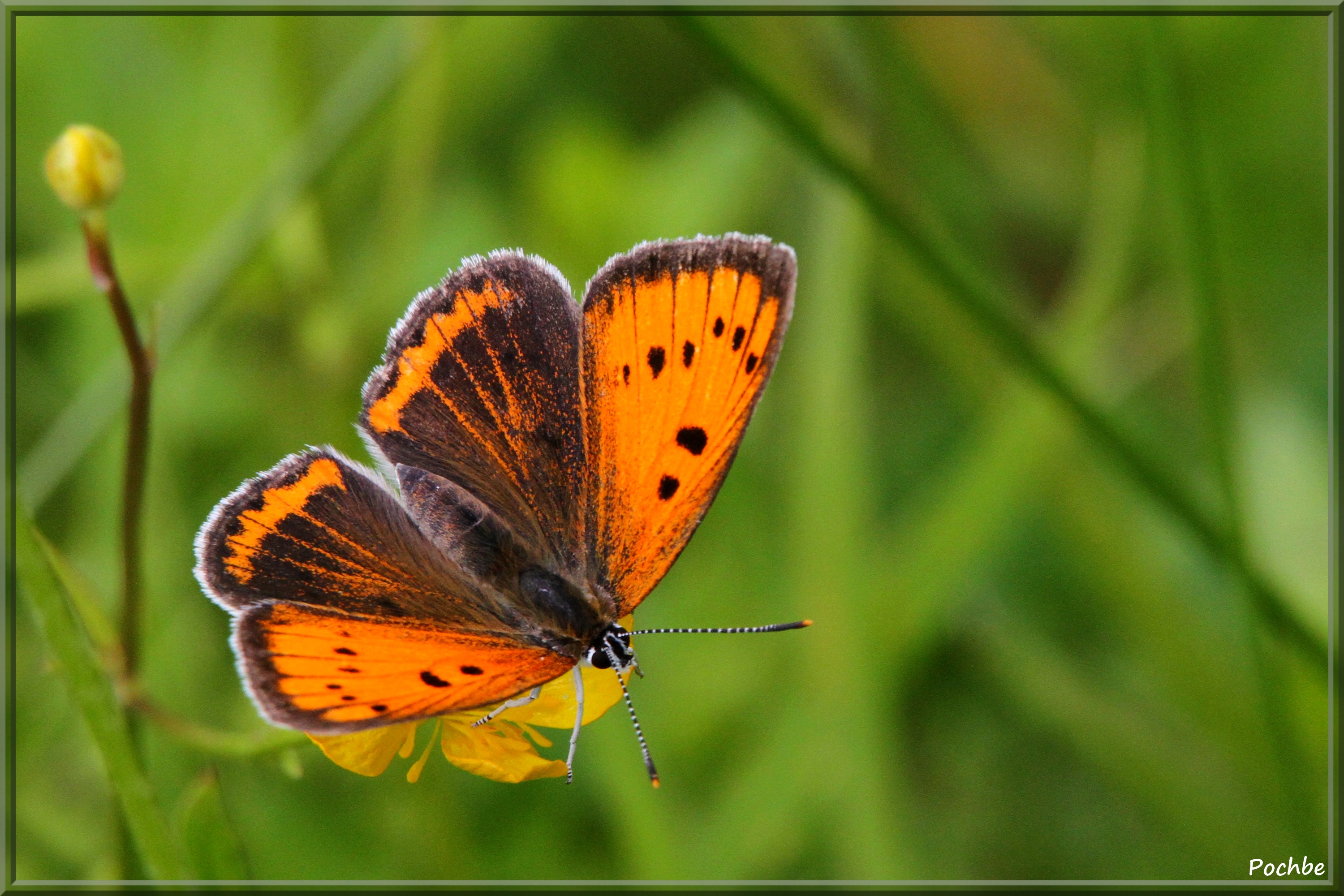 Fonds d'cran Animaux Insectes - Papillons 