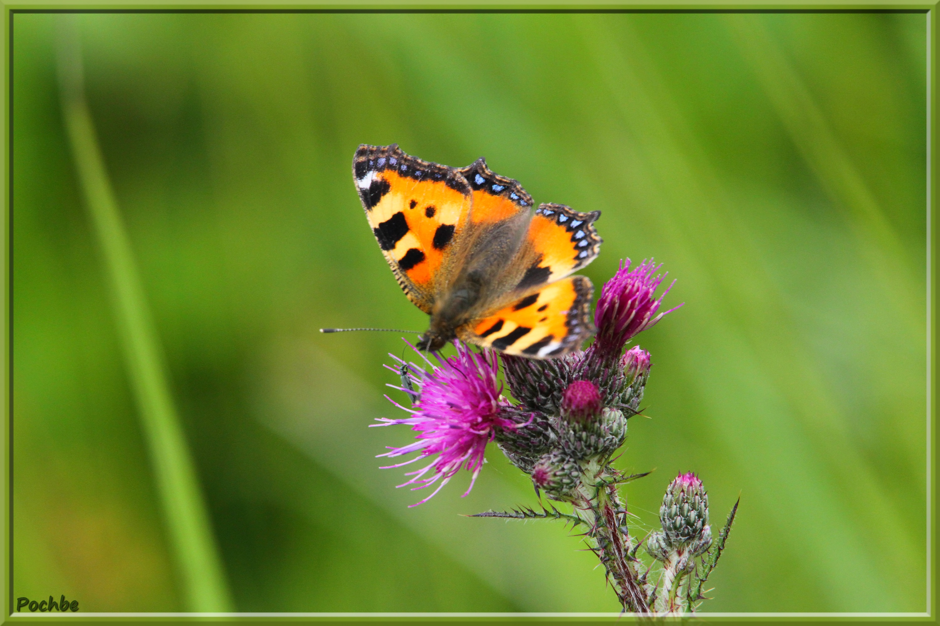 Fonds d'cran Animaux Insectes - Papillons 