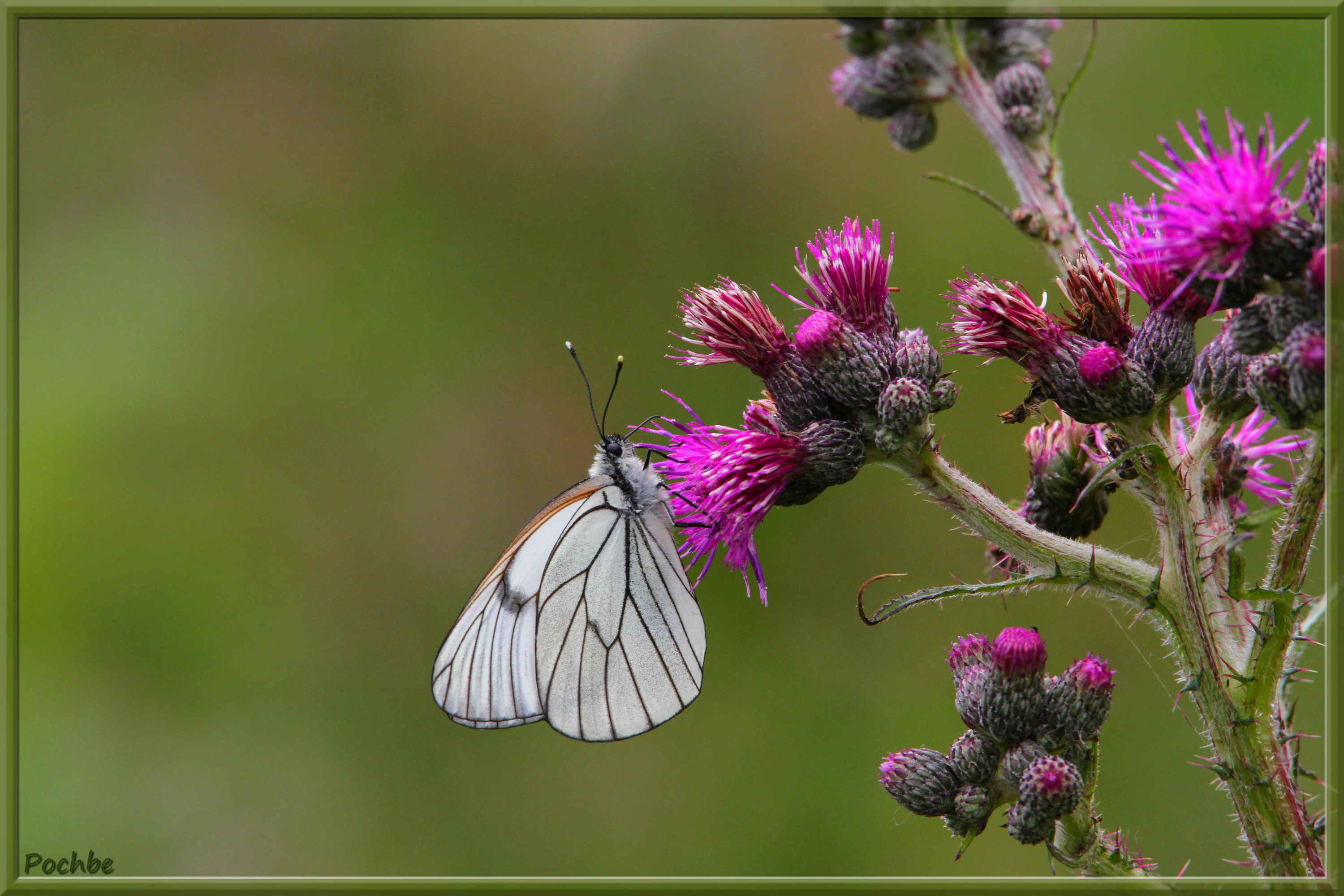 Fonds d'cran Animaux Insectes - Papillons 