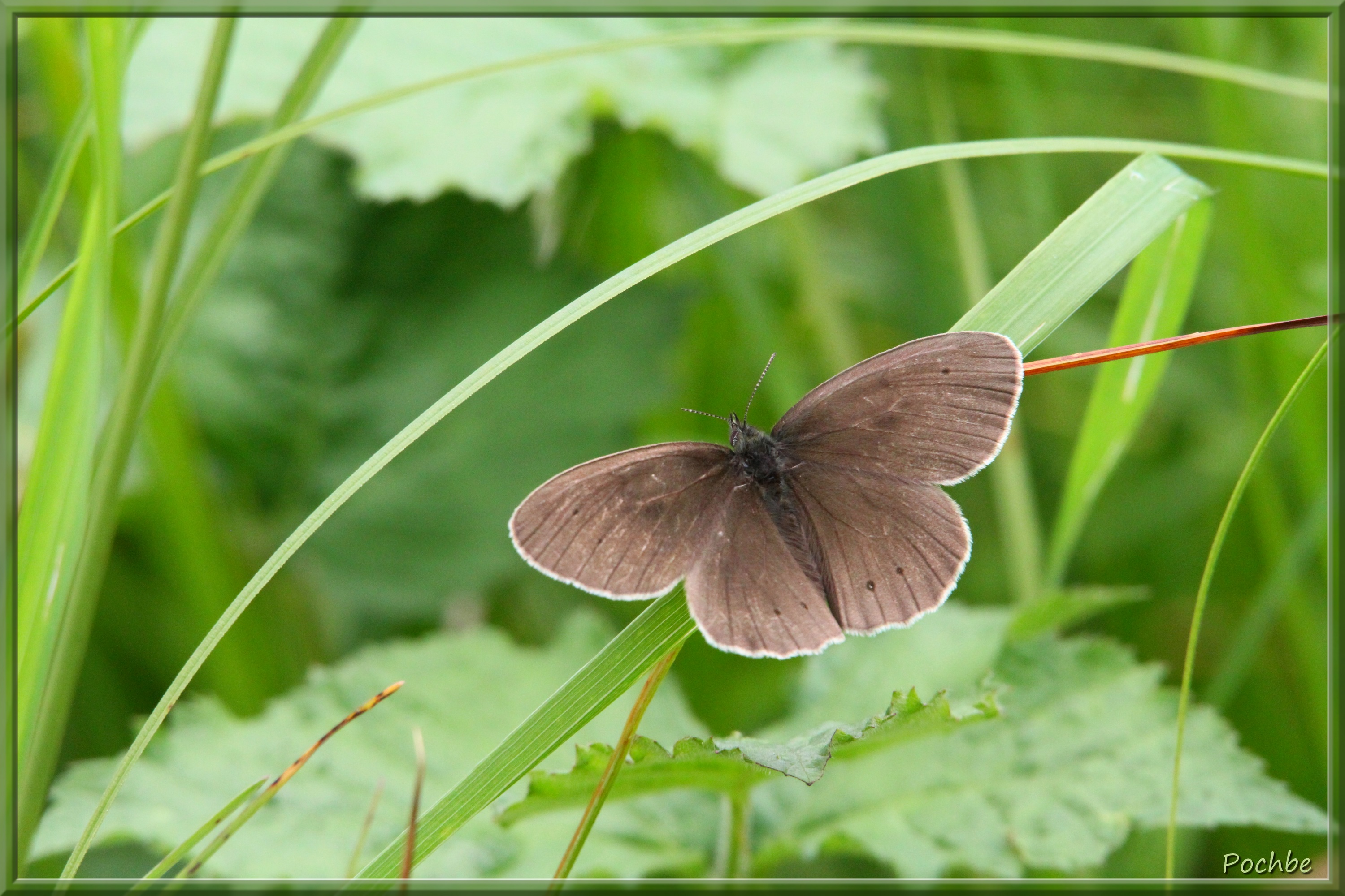 Fonds d'cran Animaux Insectes - Papillons 