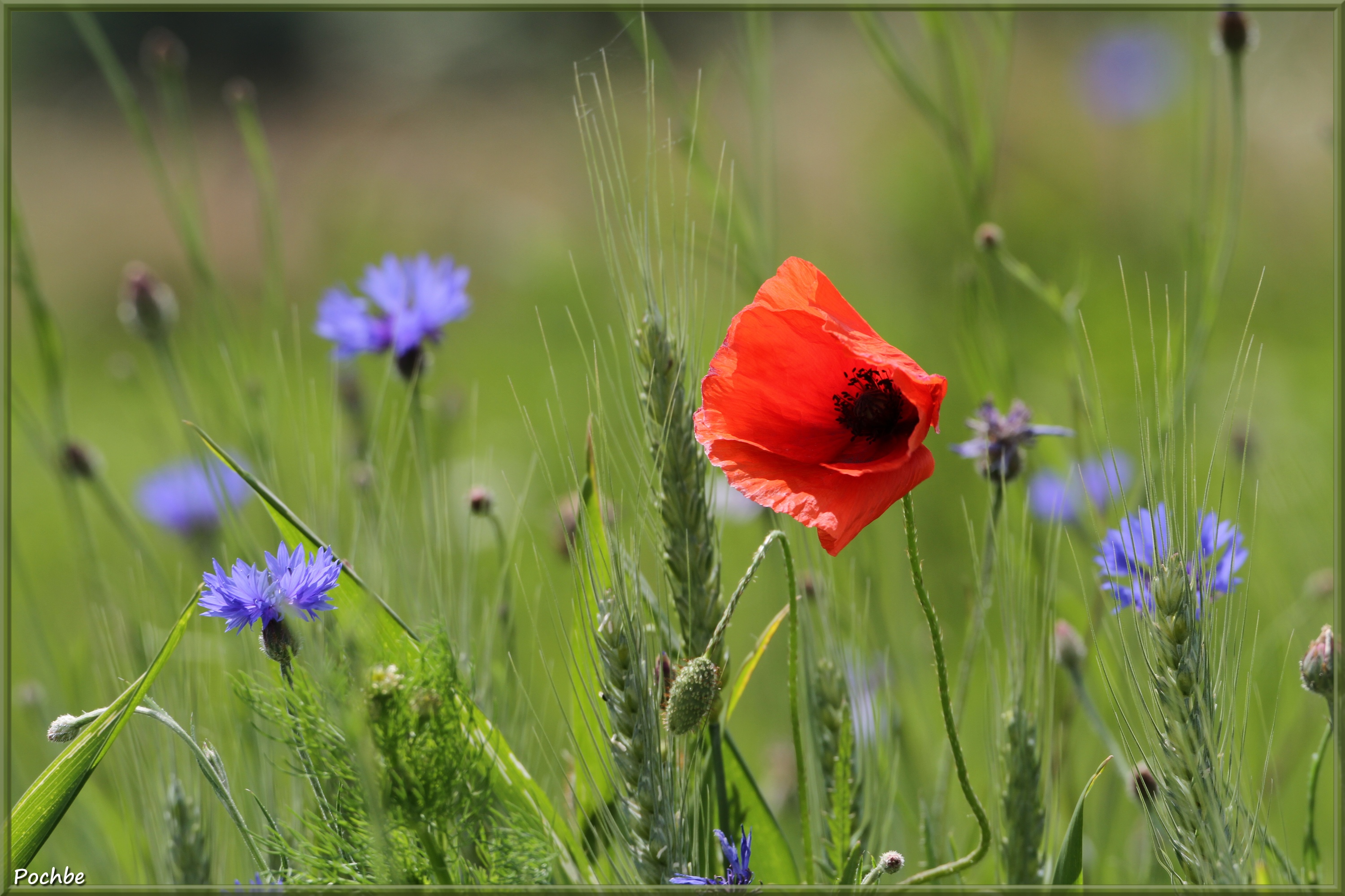 Fonds d'cran Nature Fleurs 