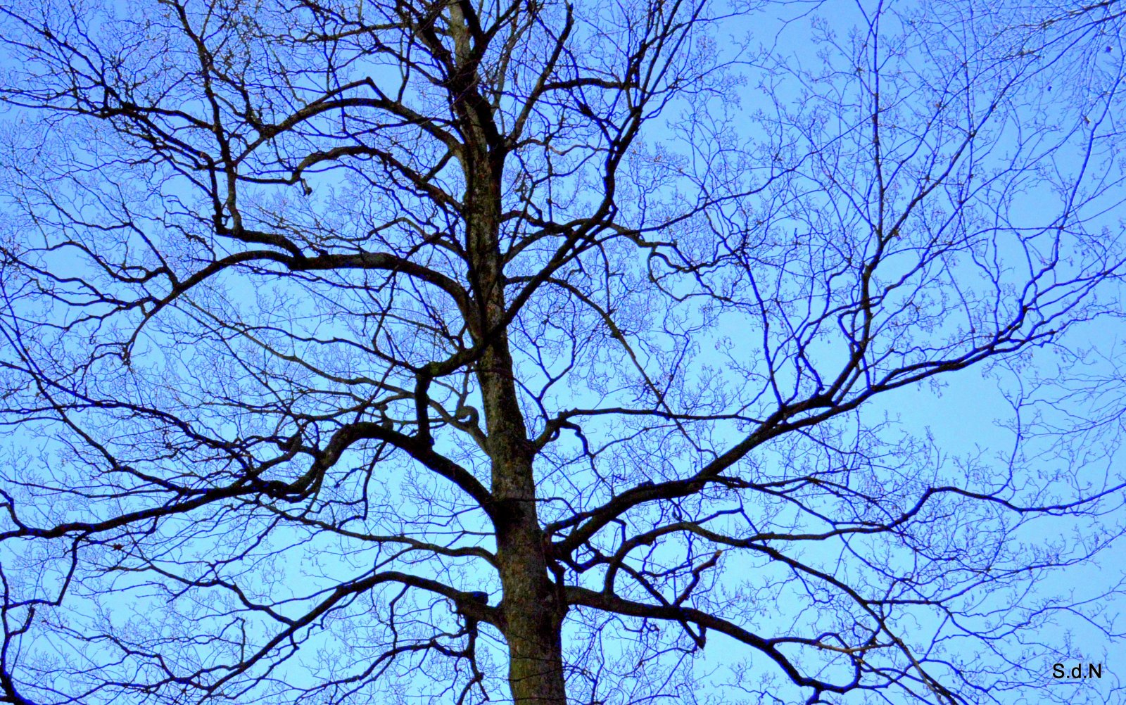 Fonds d'cran Nature Arbres - Forts BOIS DE LILLE