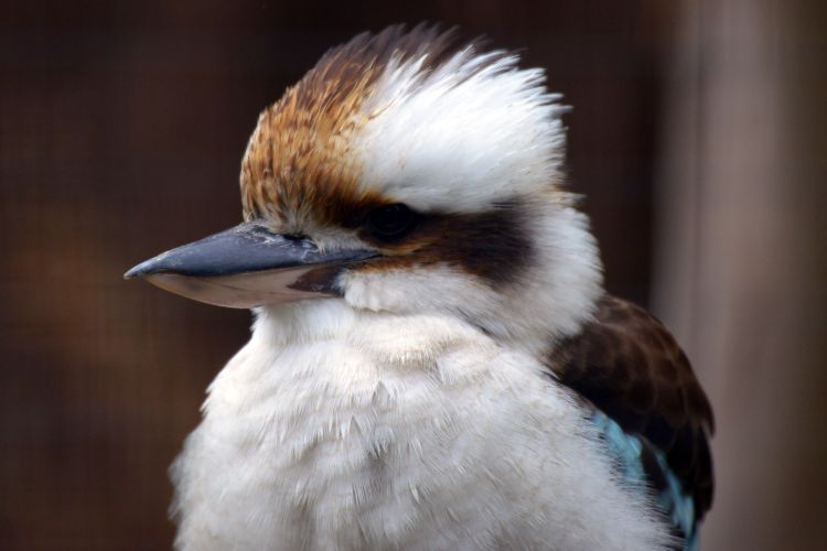 Fonds d'cran Animaux Oiseaux - Divers Ballade au zoo de Lille (59)