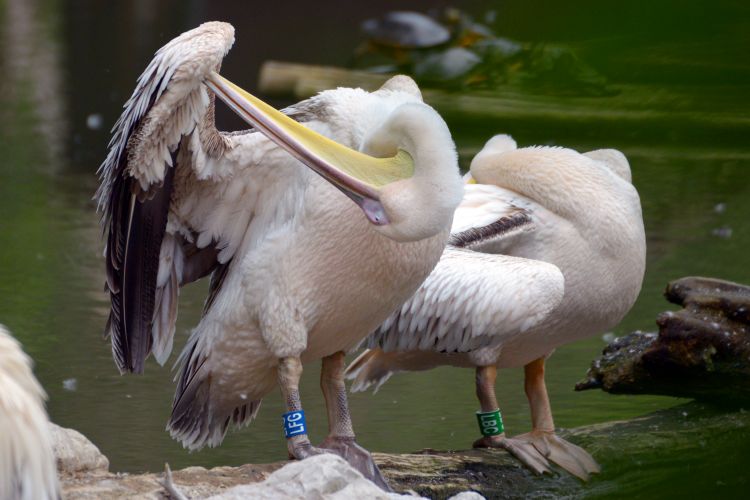 Wallpapers Animals Birds - Pelicans Ballade au zoo de Lille (59)