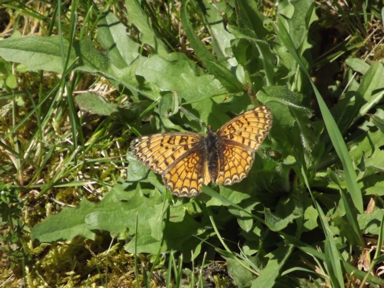 Fonds d'cran Animaux Insectes - Papillons Wallpaper N348931