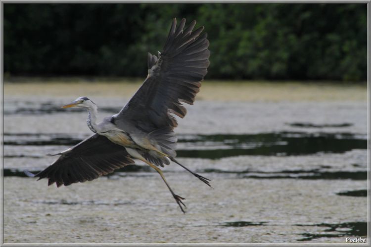 Fonds d'cran Animaux Oiseaux - Hrons Wallpaper N349050