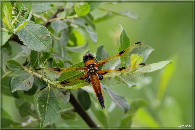 Fonds d'cran Animaux Insectes - Divers Wallpaper N349058