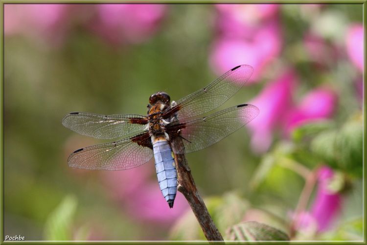 Fonds d'cran Animaux Insectes - Divers Wallpaper N349057