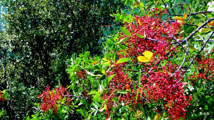 Fonds d'cran Nature Plantes - Arbustes VALLON-ALBA LA ROMAINE-SAINT MONTAN ( ARDECHE)