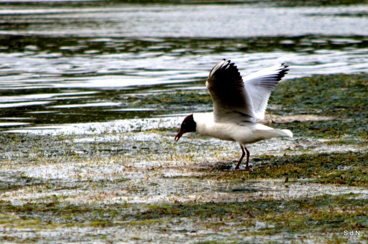 Fonds d'cran Animaux Oiseaux - Mouettes et Golands MOUETTE RIEUSE