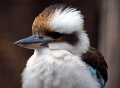  Animaux Ballade au zoo de Lille (59)