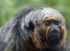  Animaux Ballade au zoo de Lille (59)