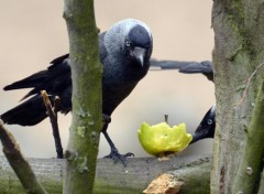  Animaux Ballade au zoo de Lille (59)