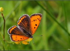  Animaux Image sans titre N349056