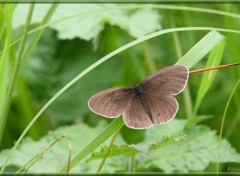  Animaux Image sans titre N349054