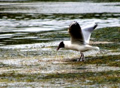  Animaux MOUETTE RIEUSE