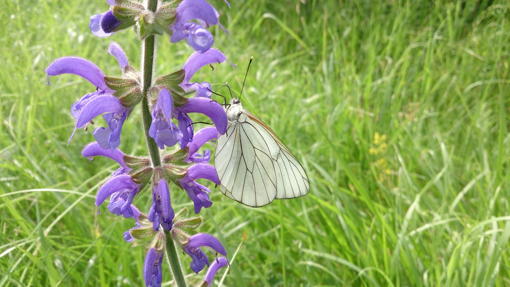 Fonds d'cran Animaux Insectes - Papillons Gaz