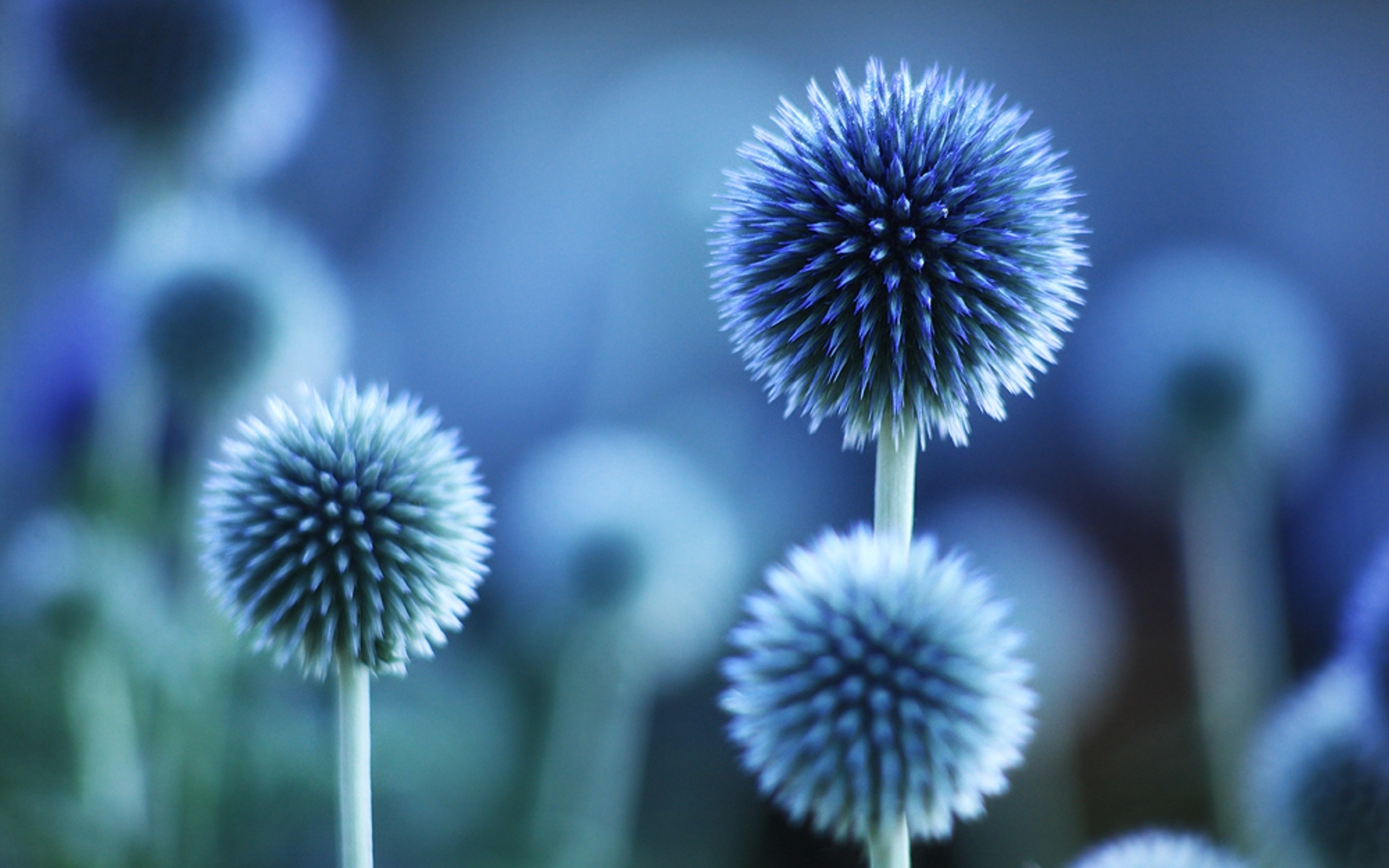 Fonds d'cran Nature Fleurs 