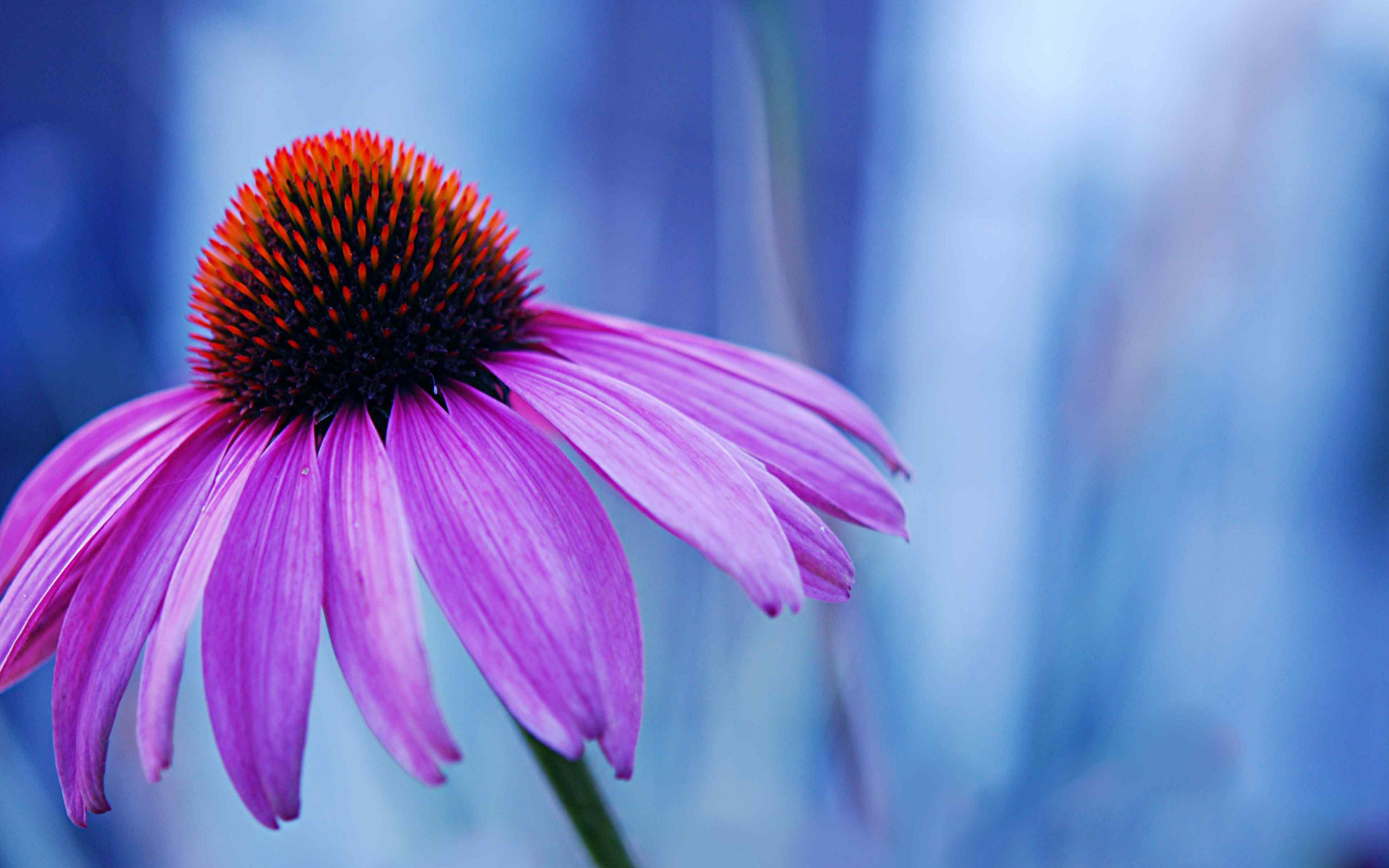 Fonds d'cran Nature Fleurs 