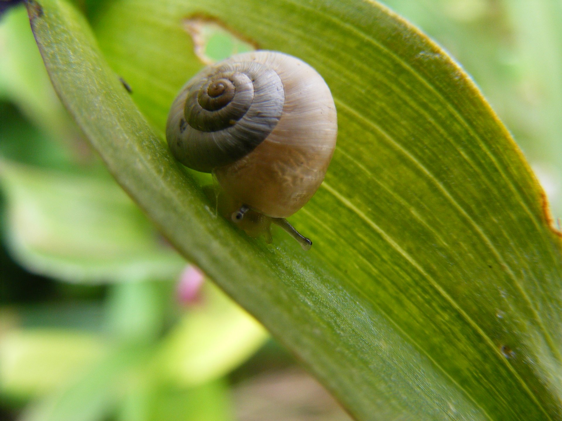 Fonds d'cran Animaux Escargots - Limaces Petit escargot