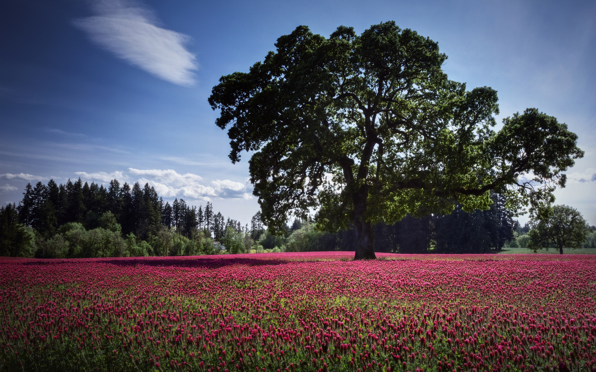 Wallpapers Nature Trees - Forests 