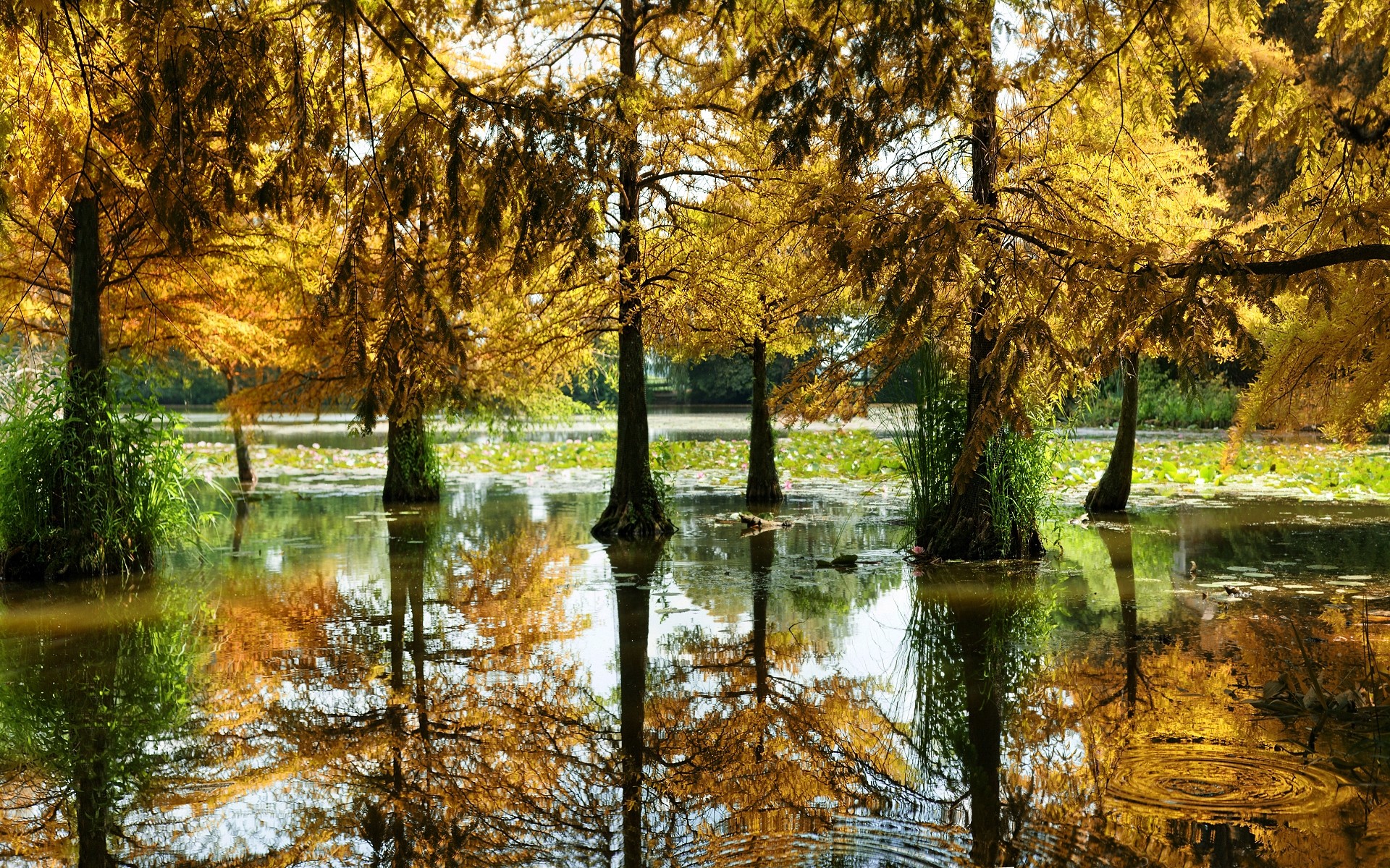 Fonds d'cran Nature Arbres - Forts 