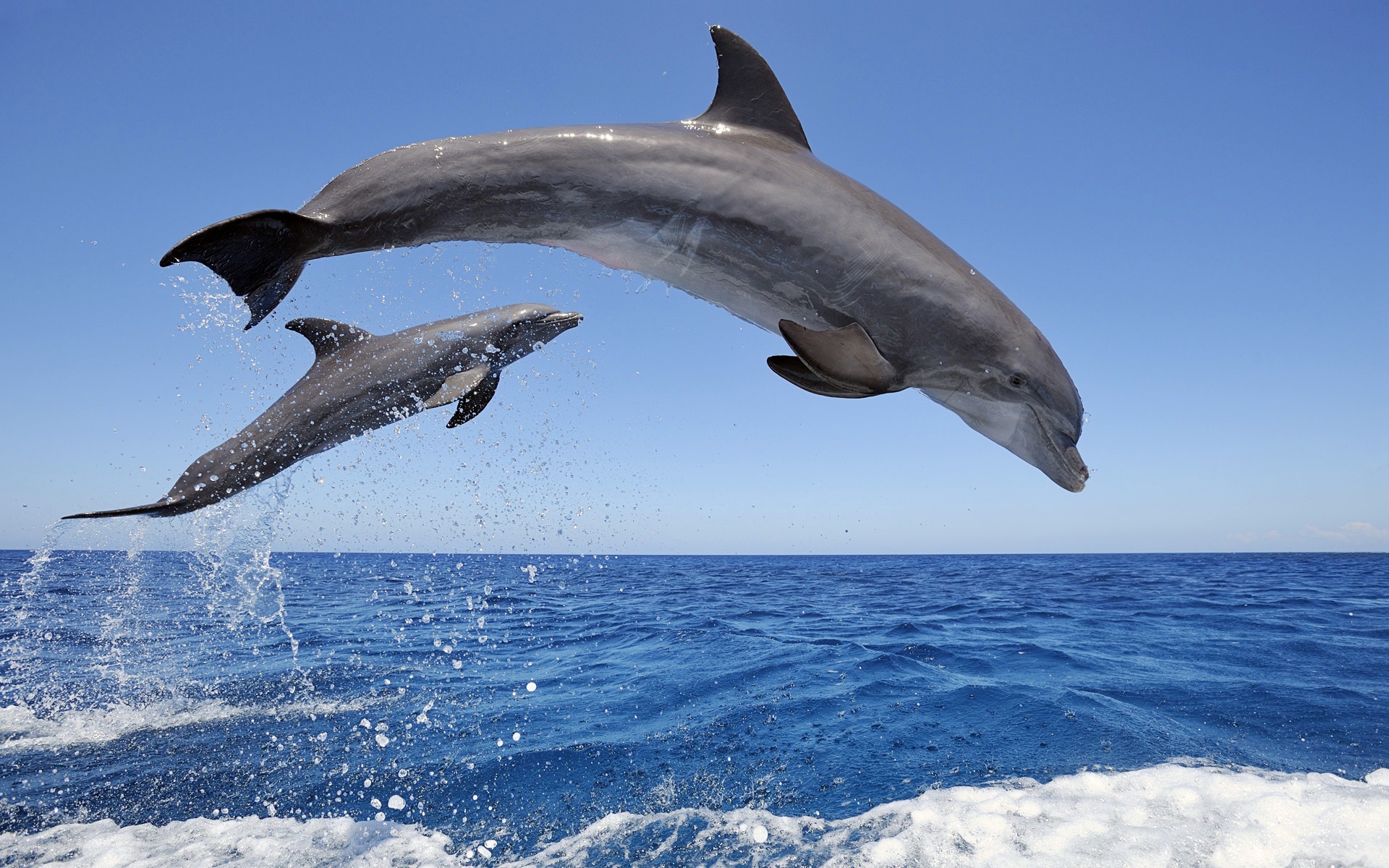 Wallpapers Animals Sealife - Dolphins 