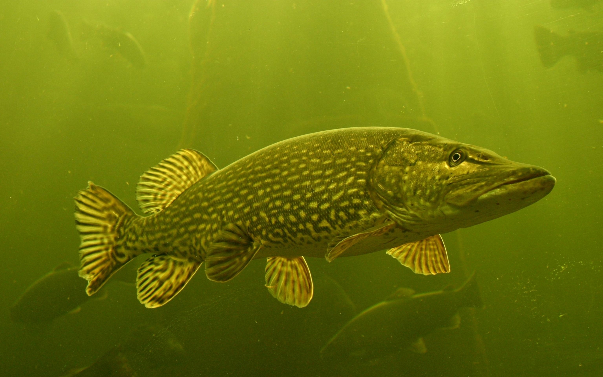 Fonds d'cran Animaux Poissons d'eau douce 