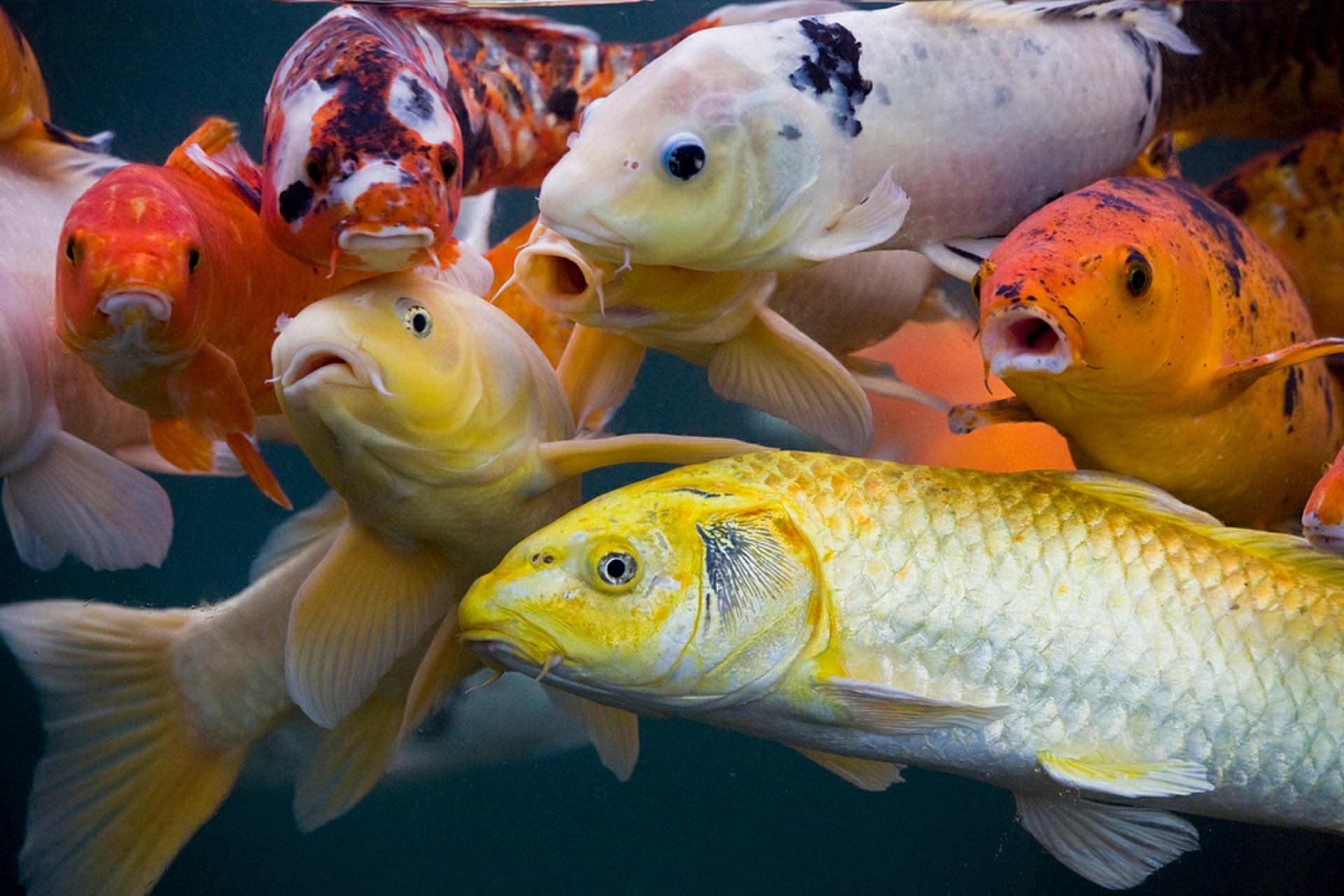 Fonds d'cran Animaux Poissons d'eau douce 