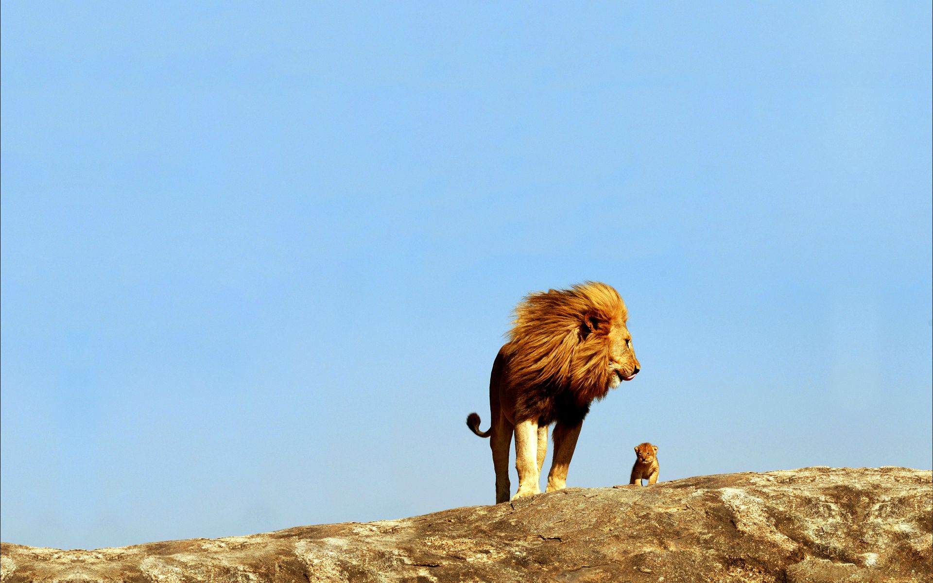 Wallpapers Animals Felines - Lions 