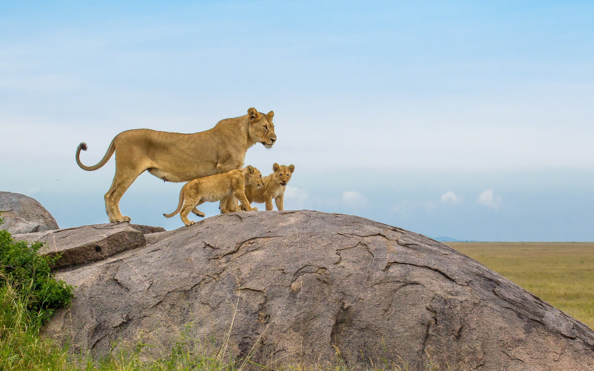 Fonds d'cran Animaux Flins - Lions 