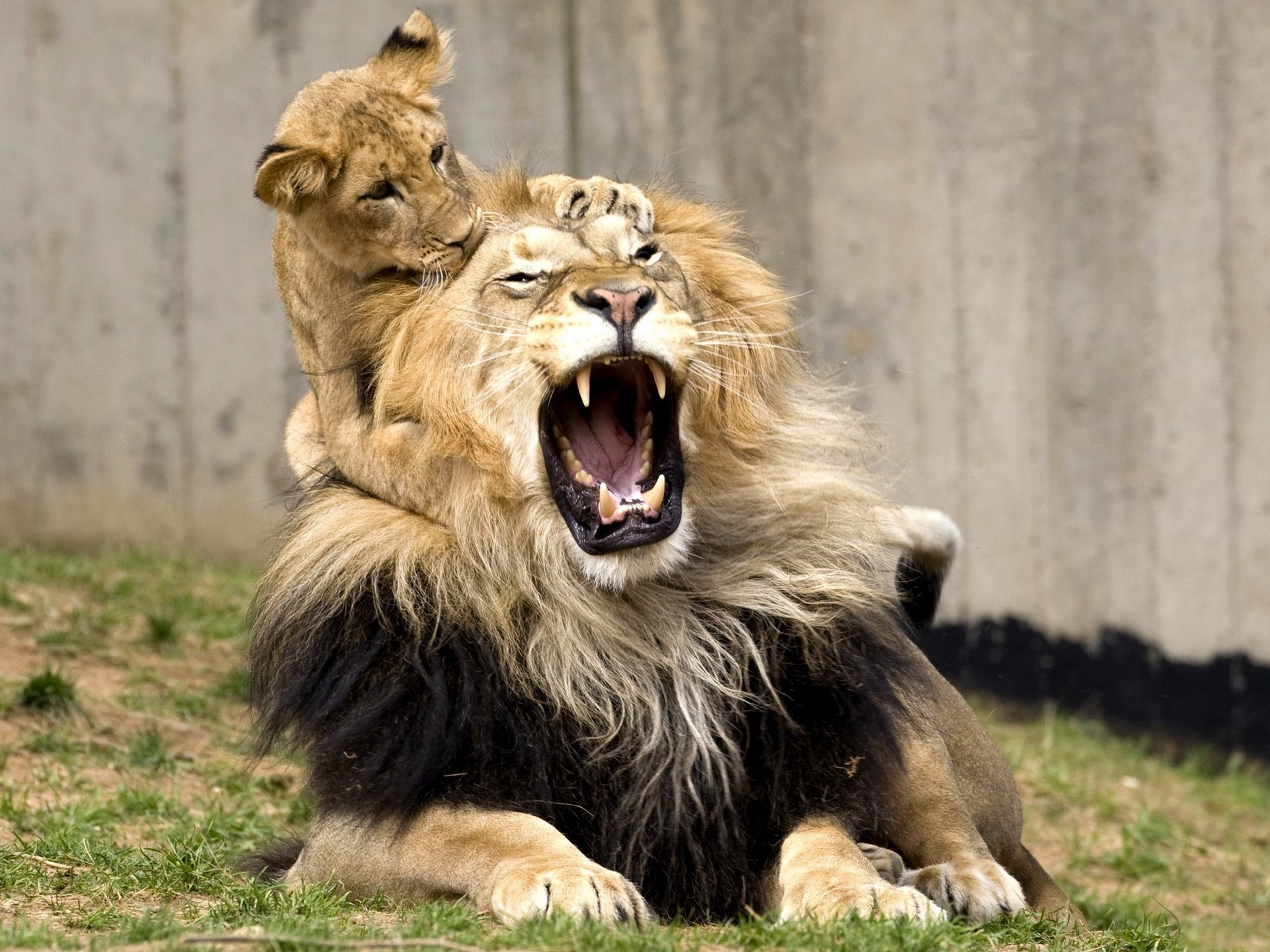 Fonds d'cran Animaux Flins - Lions 