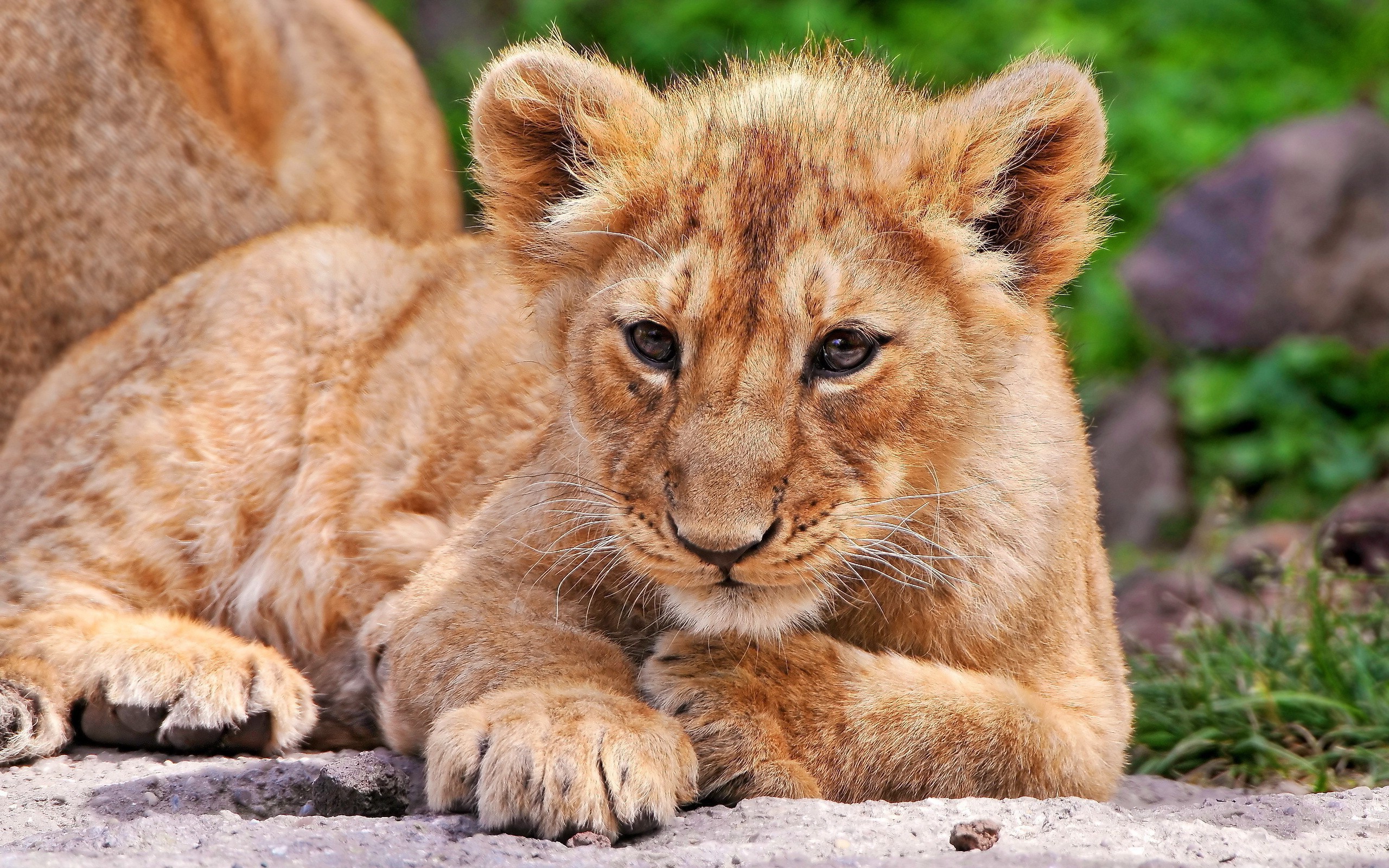 Fonds d'cran Animaux Flins - Lions 