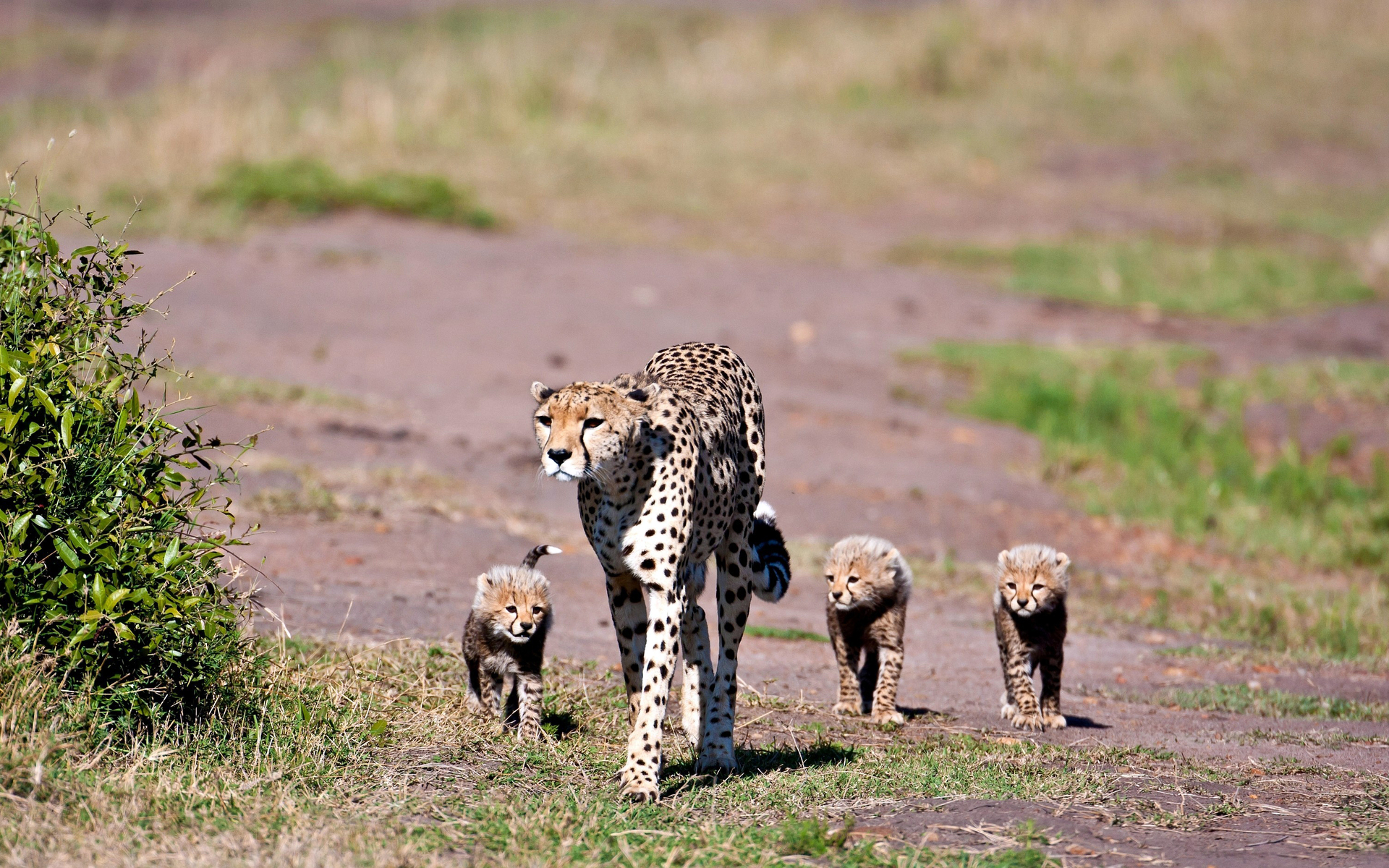 Fonds d'cran Animaux Flins - Gupards 