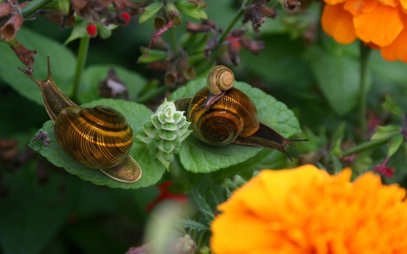 Fonds d'cran Animaux Escargots - Limaces 