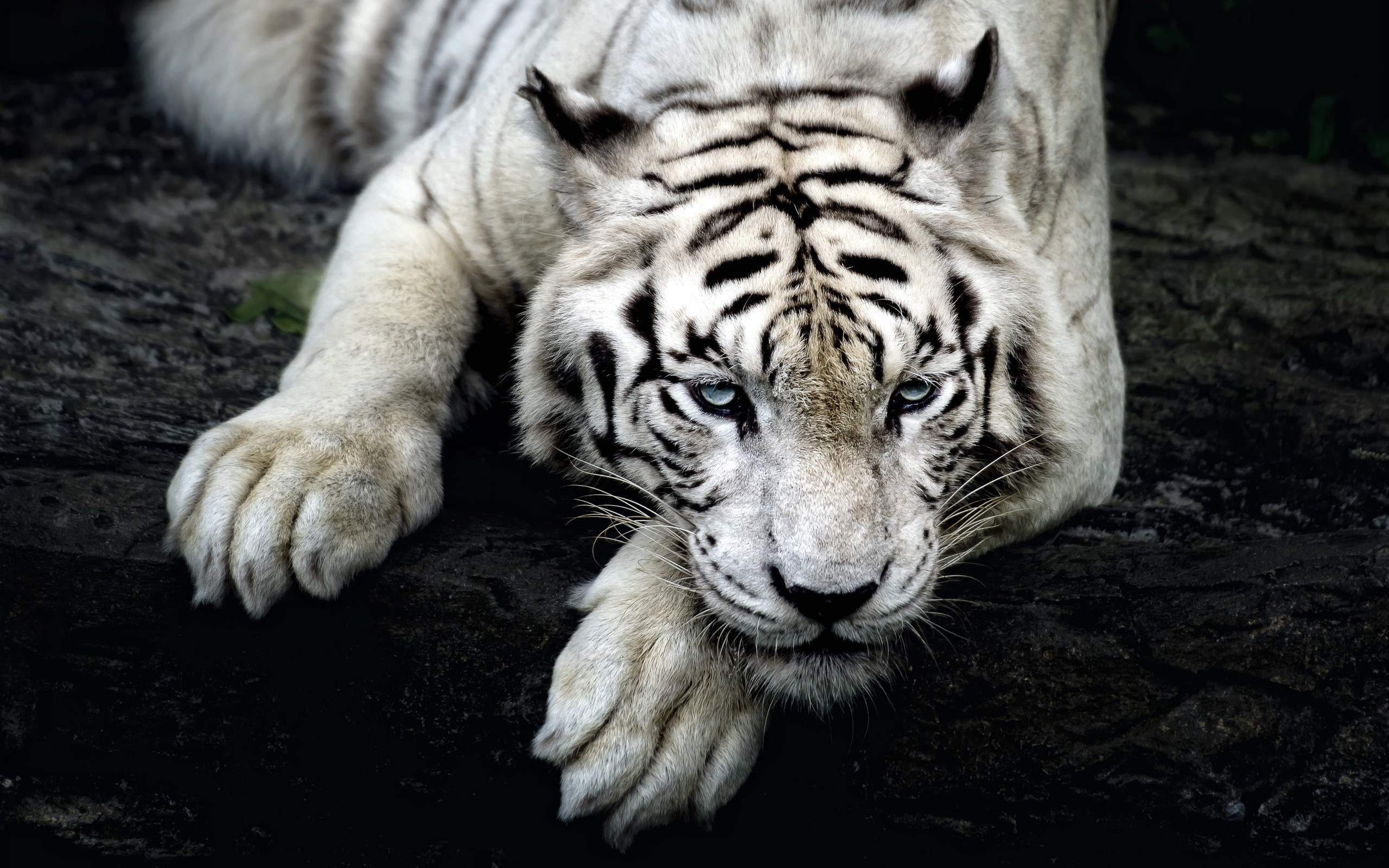 Fonds d'cran Animaux Flins - Tigres 