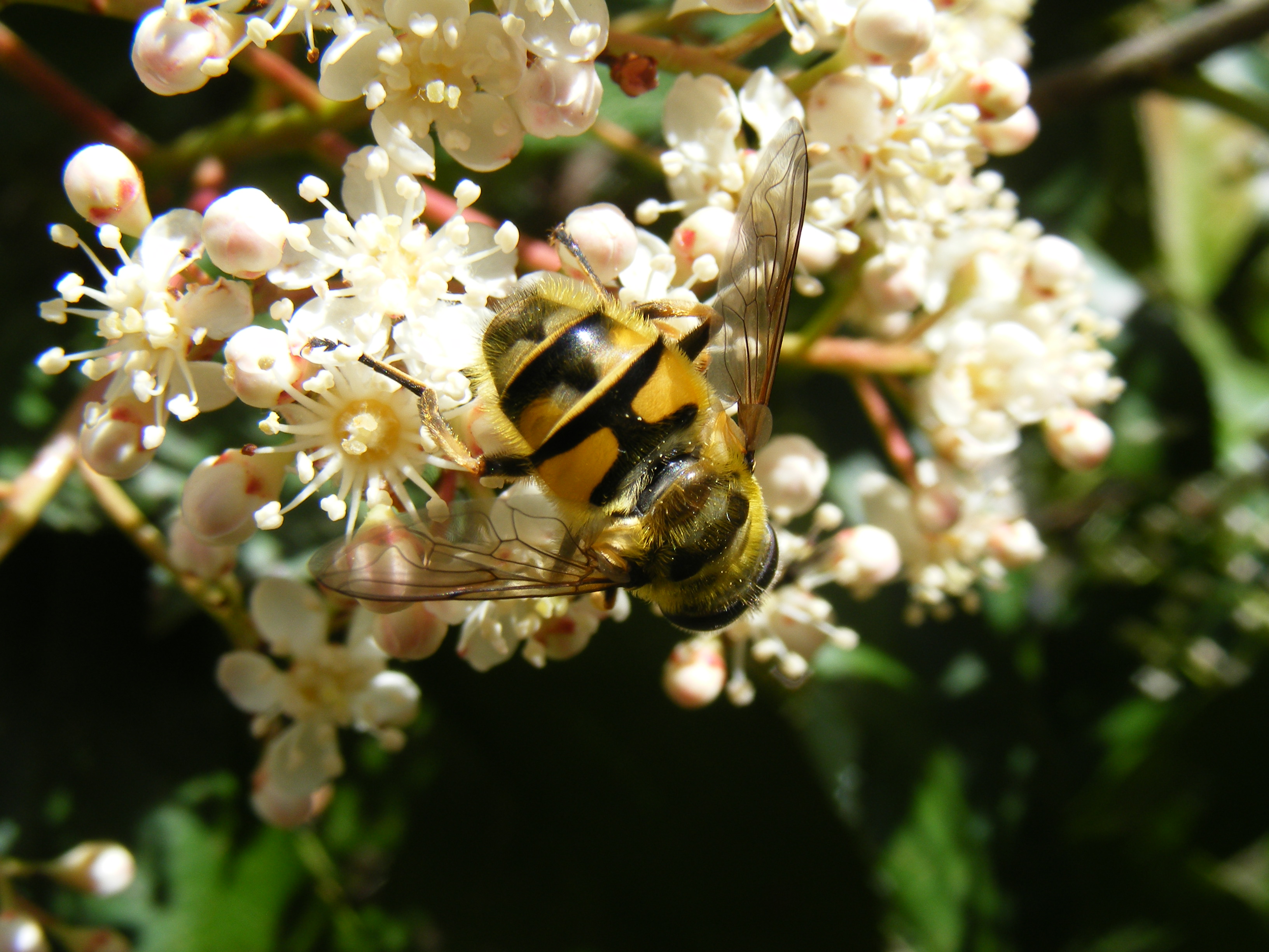 Fonds d'cran Animaux Insectes - Abeilles Gupes ... Au jardin