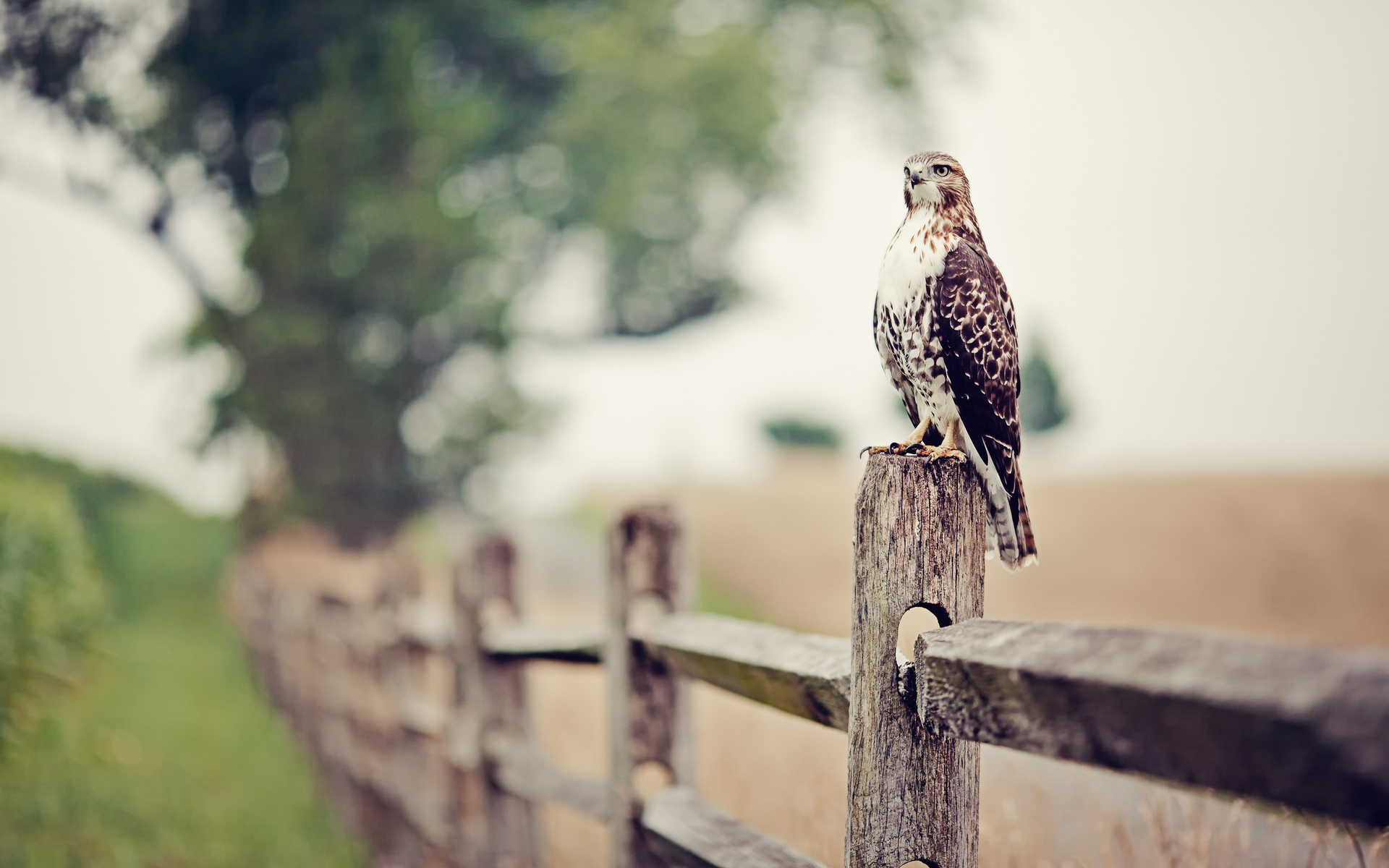 Wallpapers Animals Birds - Falcons 