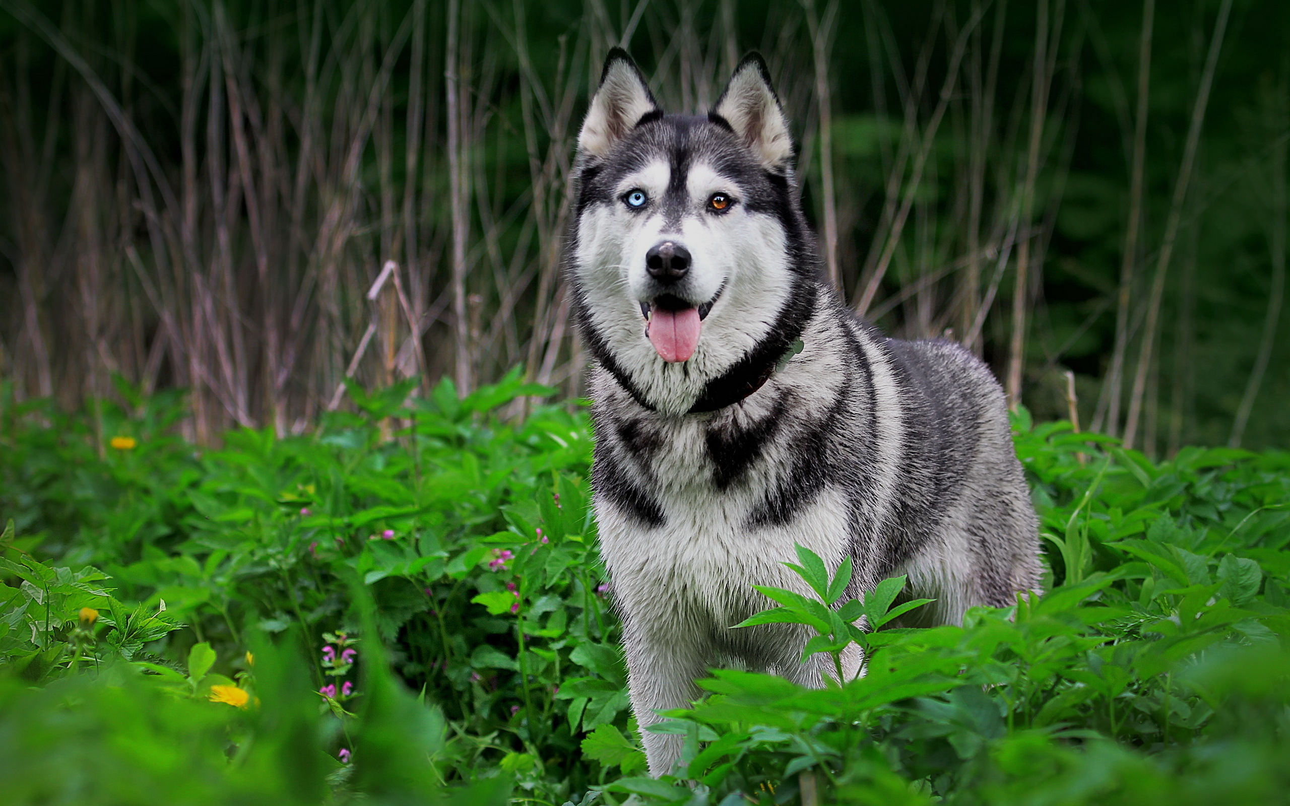 Fonds d'cran Animaux Chiens 