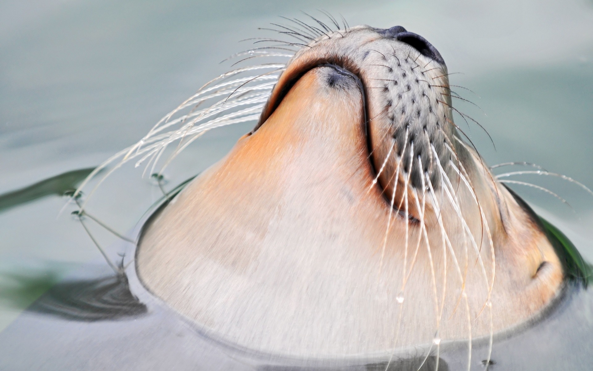 Fonds d'cran Animaux Vie marine - Phoques 