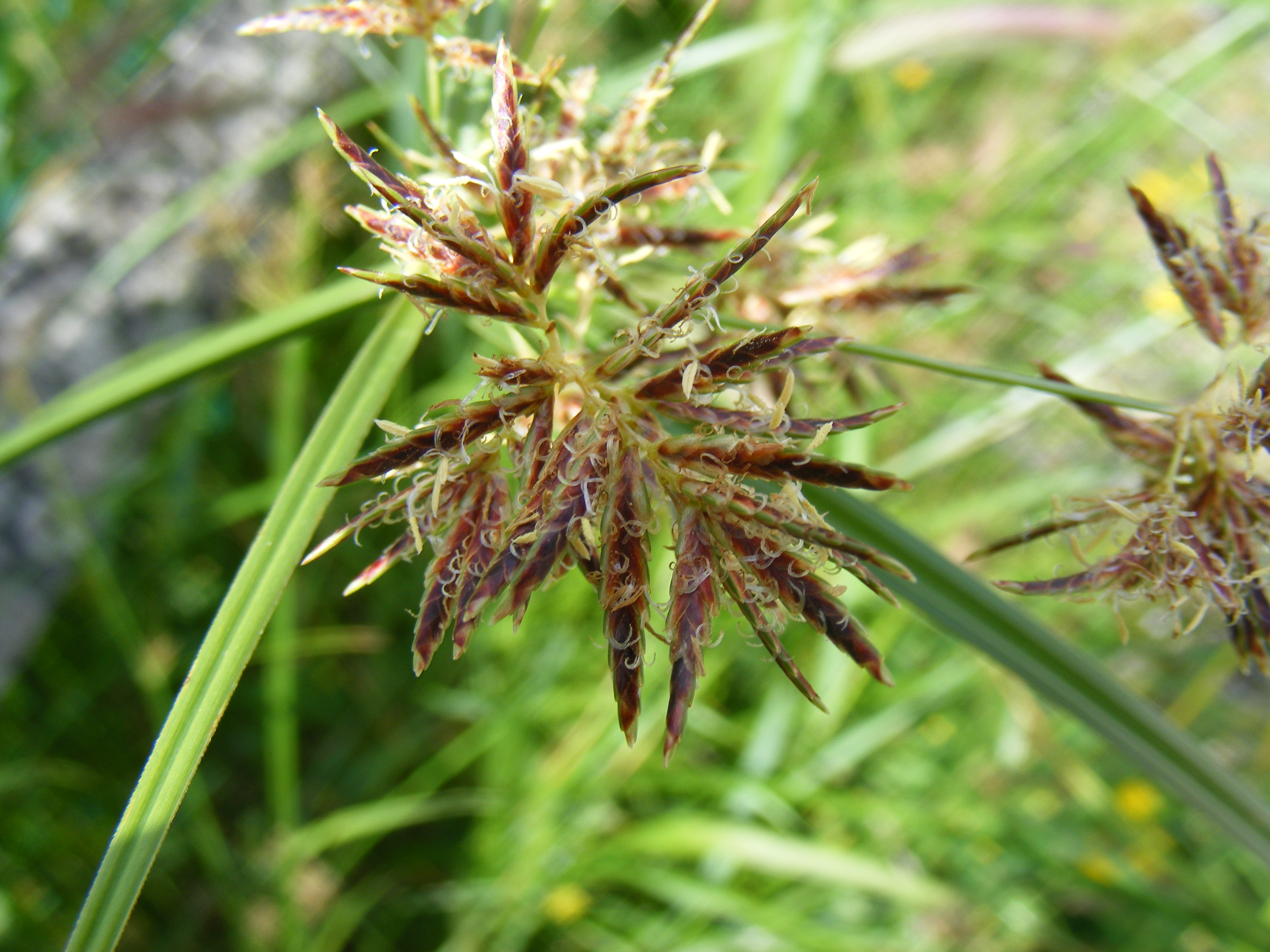 Fonds d'cran Nature Herbes Macro