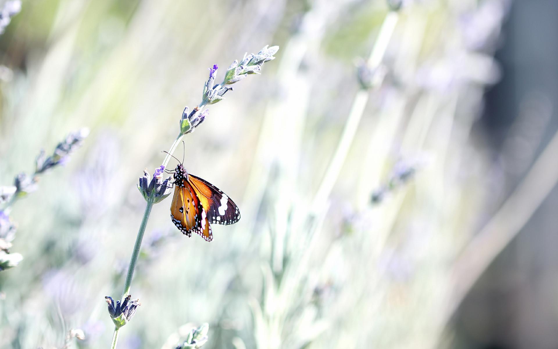 Fonds d'cran Animaux Insectes - Papillons 