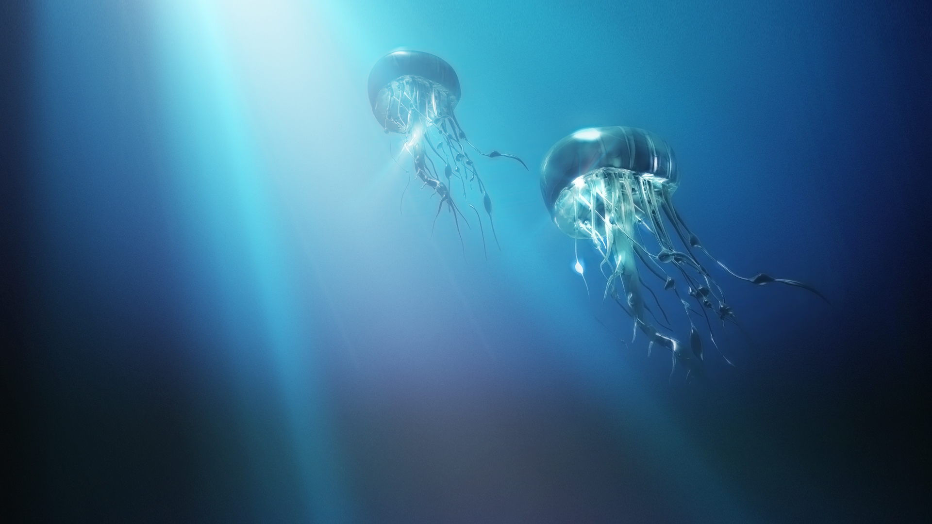 Wallpapers Animals Sealife - Jellyfish 