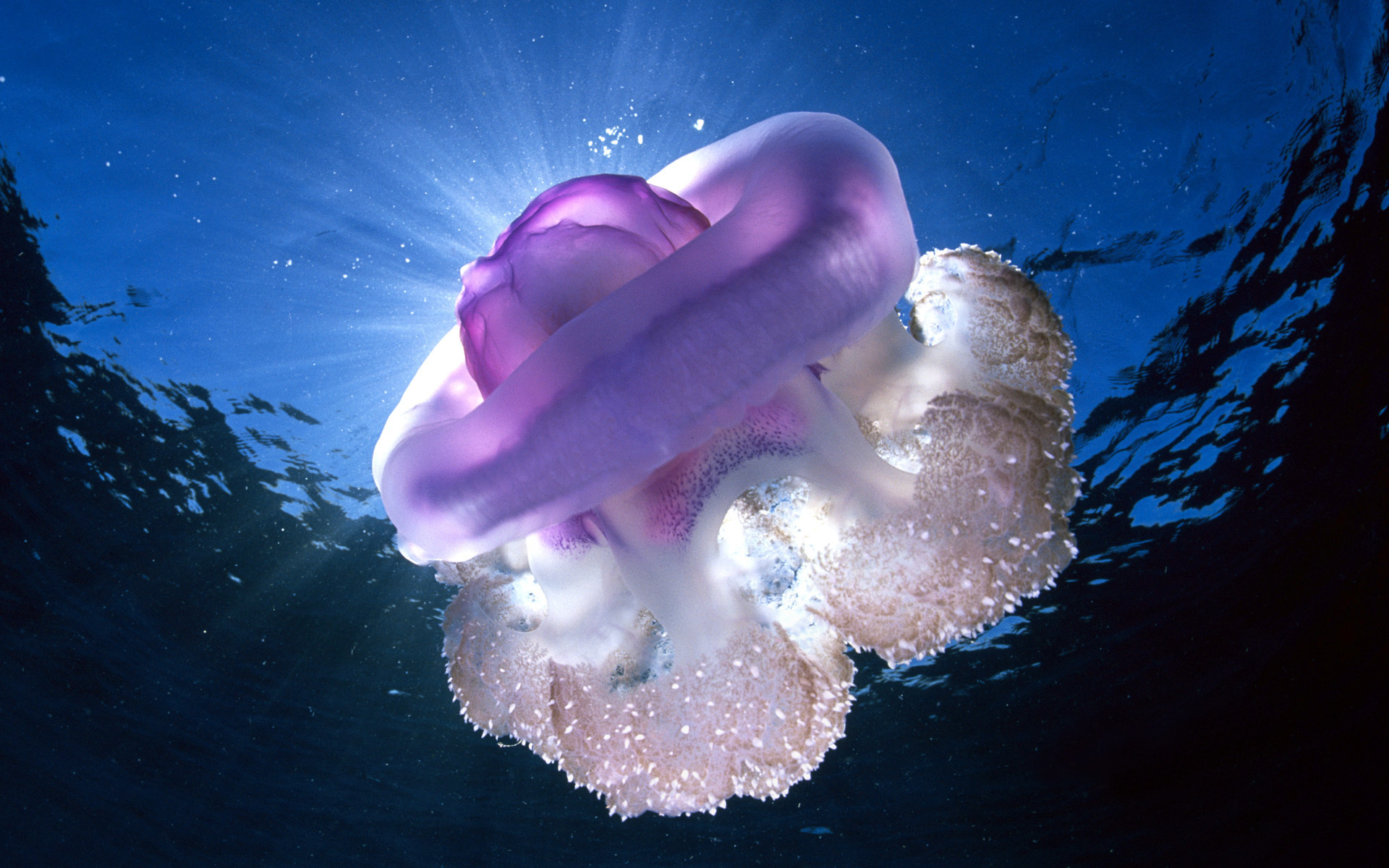 Wallpapers Animals Sealife - Jellyfish 