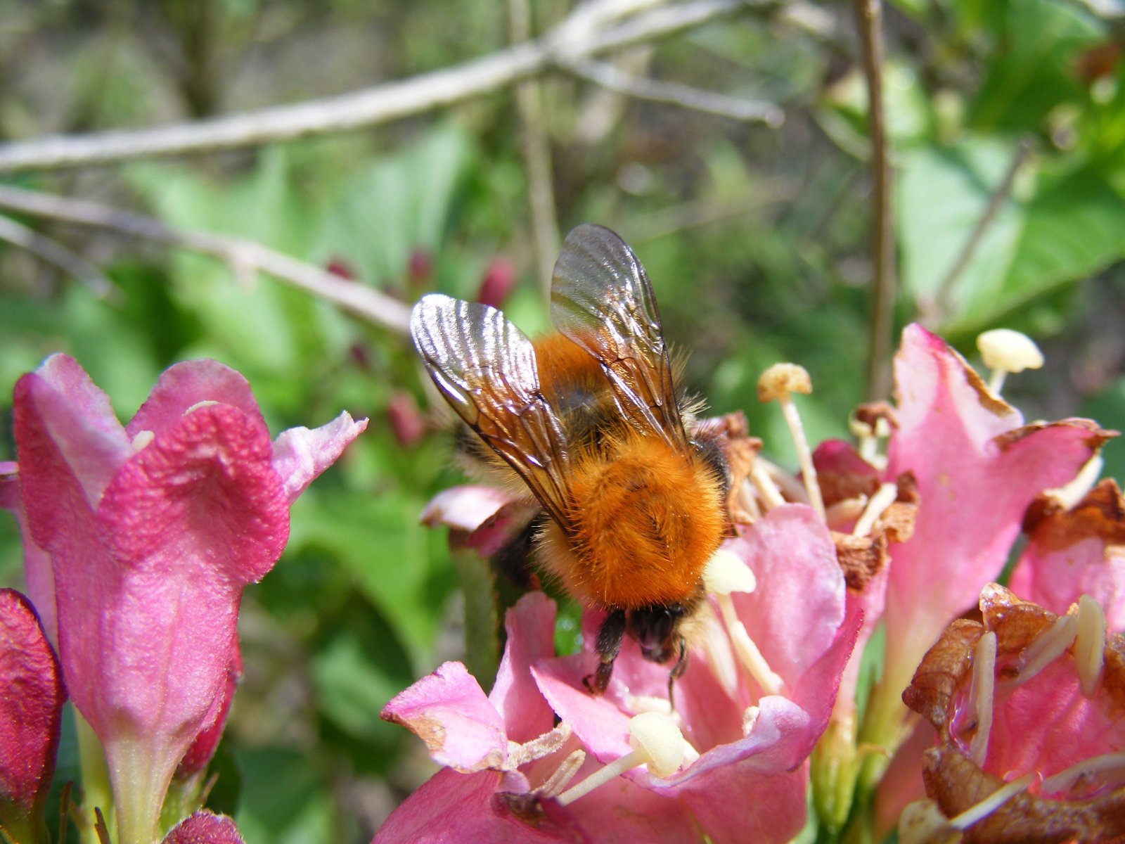 Fonds d'cran Animaux Insectes - Abeilles Gupes ... Fleurs