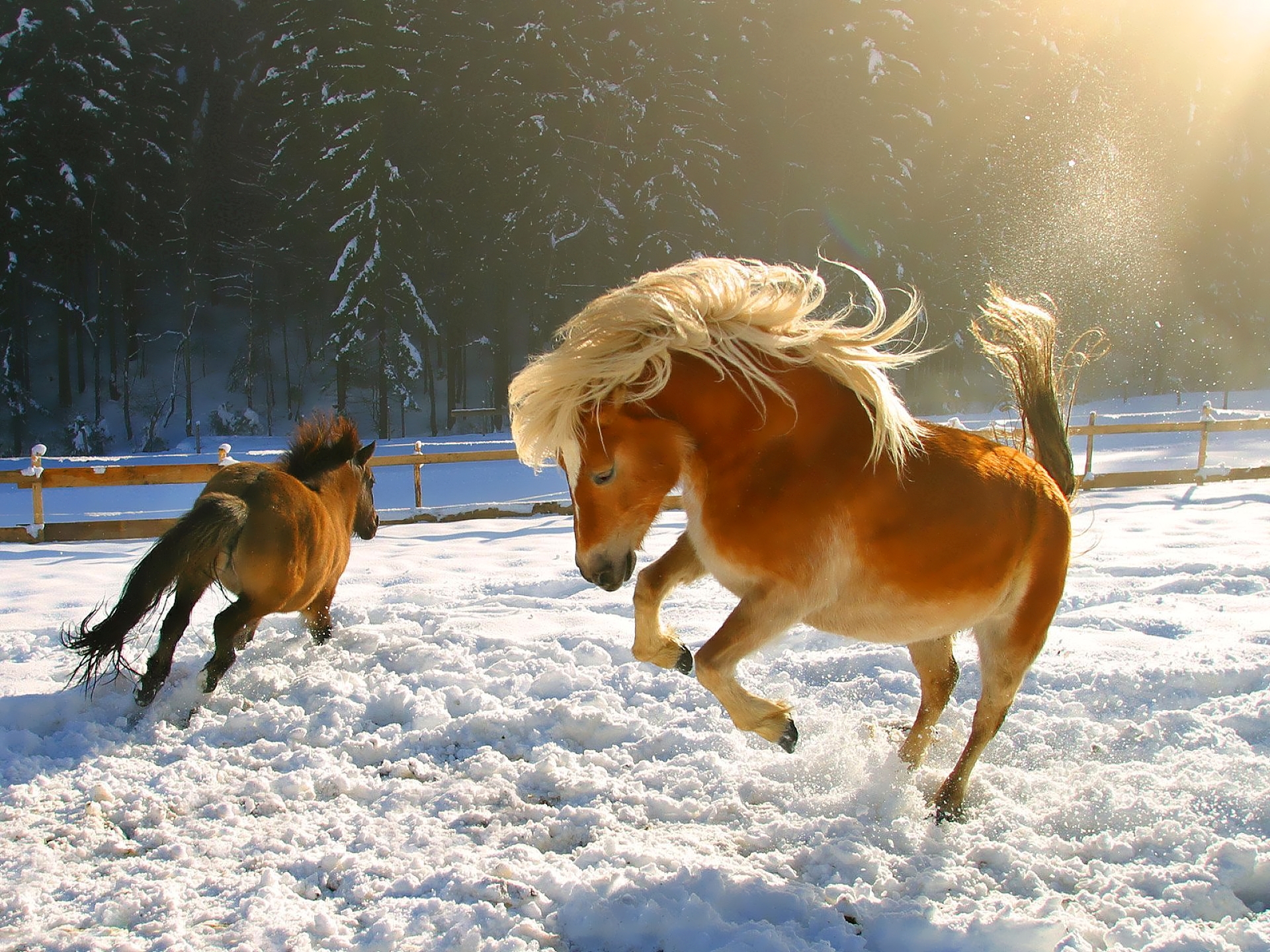 Fonds d'cran Animaux Chevaux 