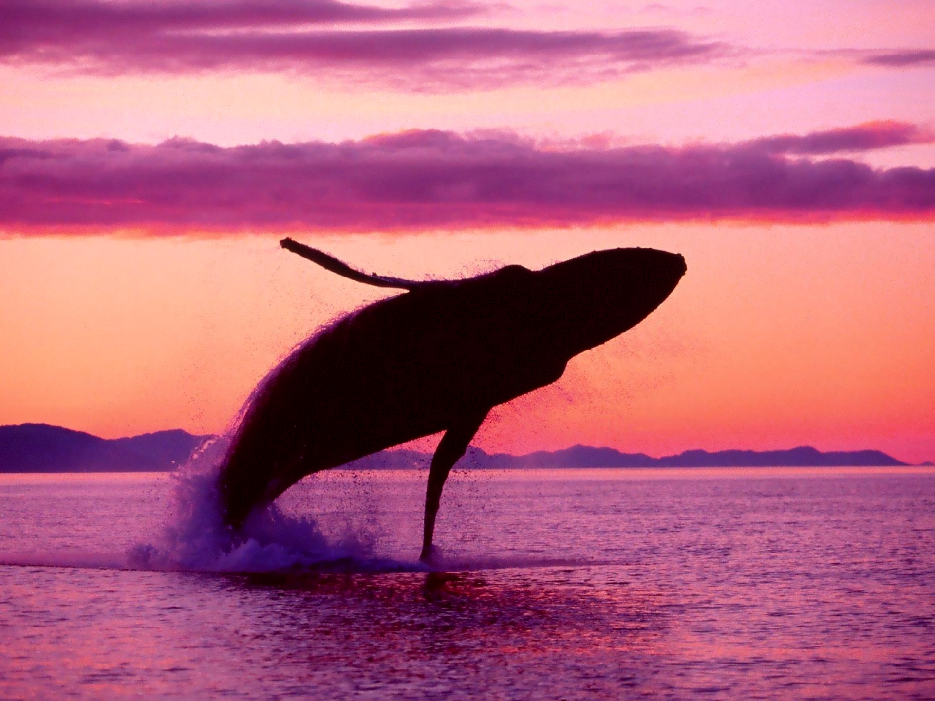 Wallpapers Animals Sealife - Whales 