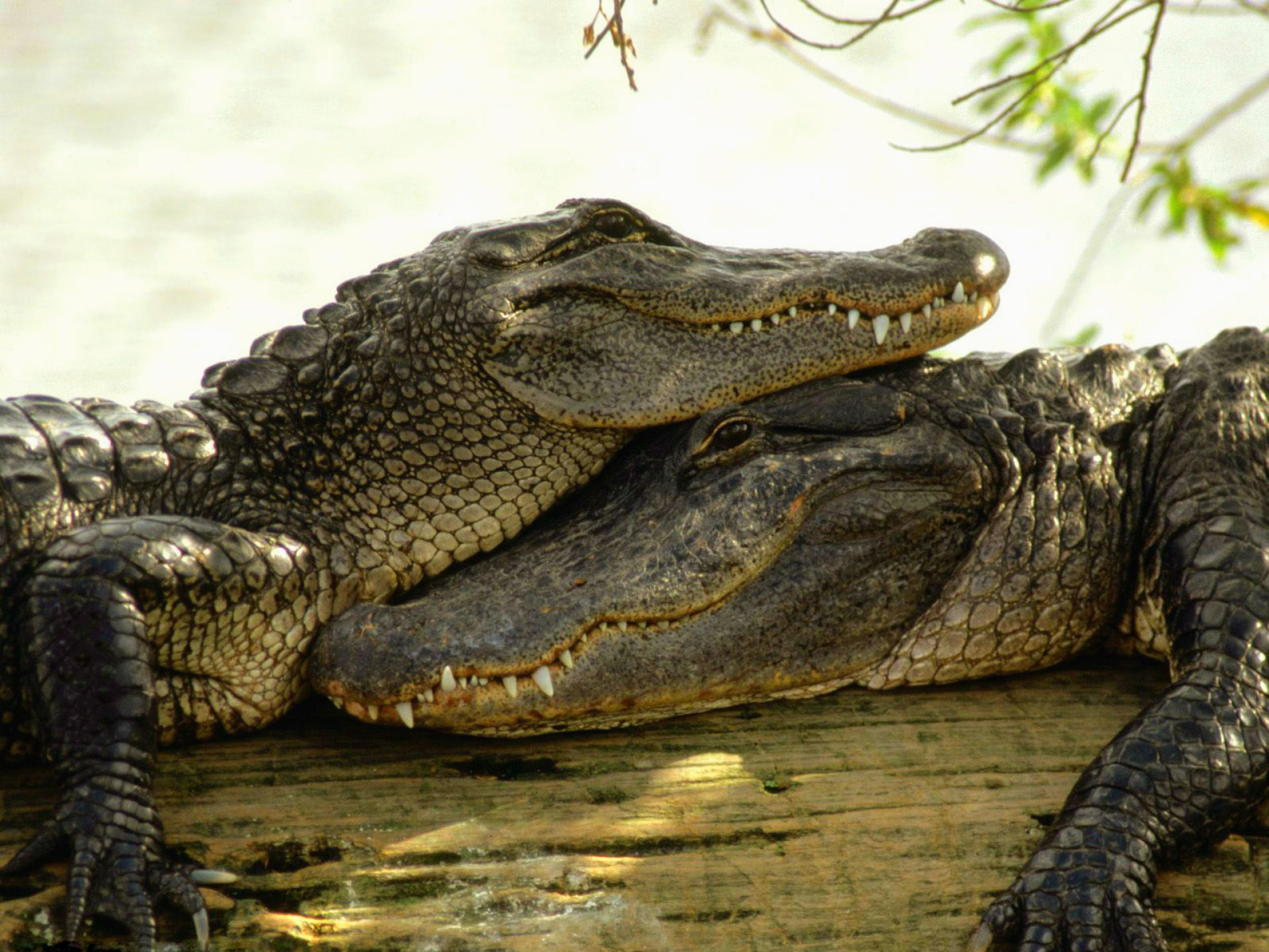 Wallpapers Animals Crocodile - Alligator - Caiman 