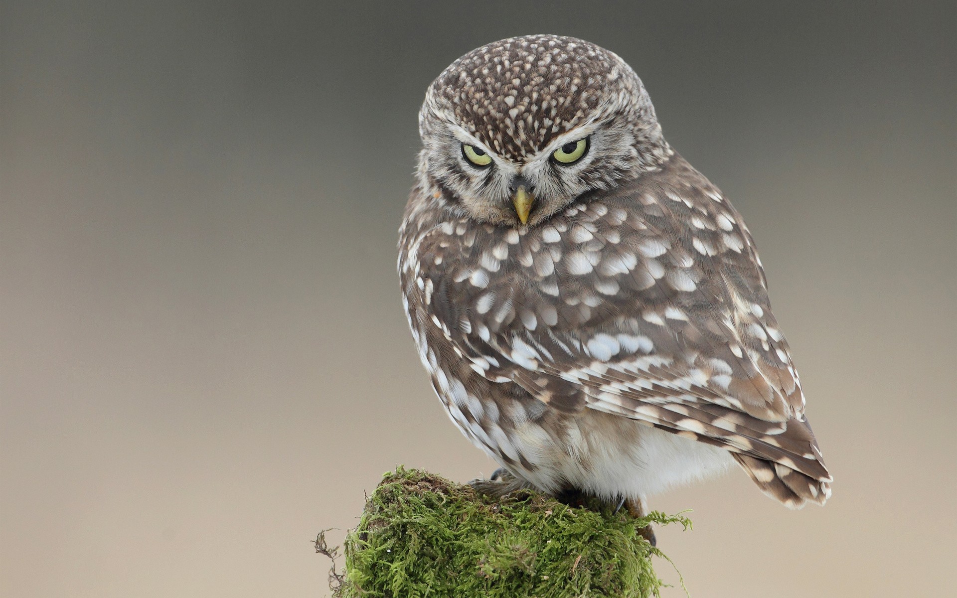 Wallpapers Animals Birds - Owls 